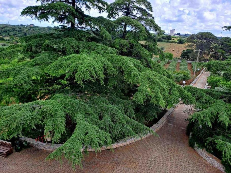 普蒂尼亚诺Casina Foggia Dell'Albero公寓 外观 照片